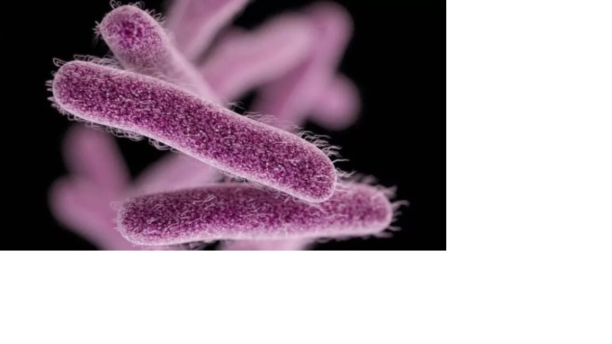 This computer rendering shows the structure of shigella bacteria.