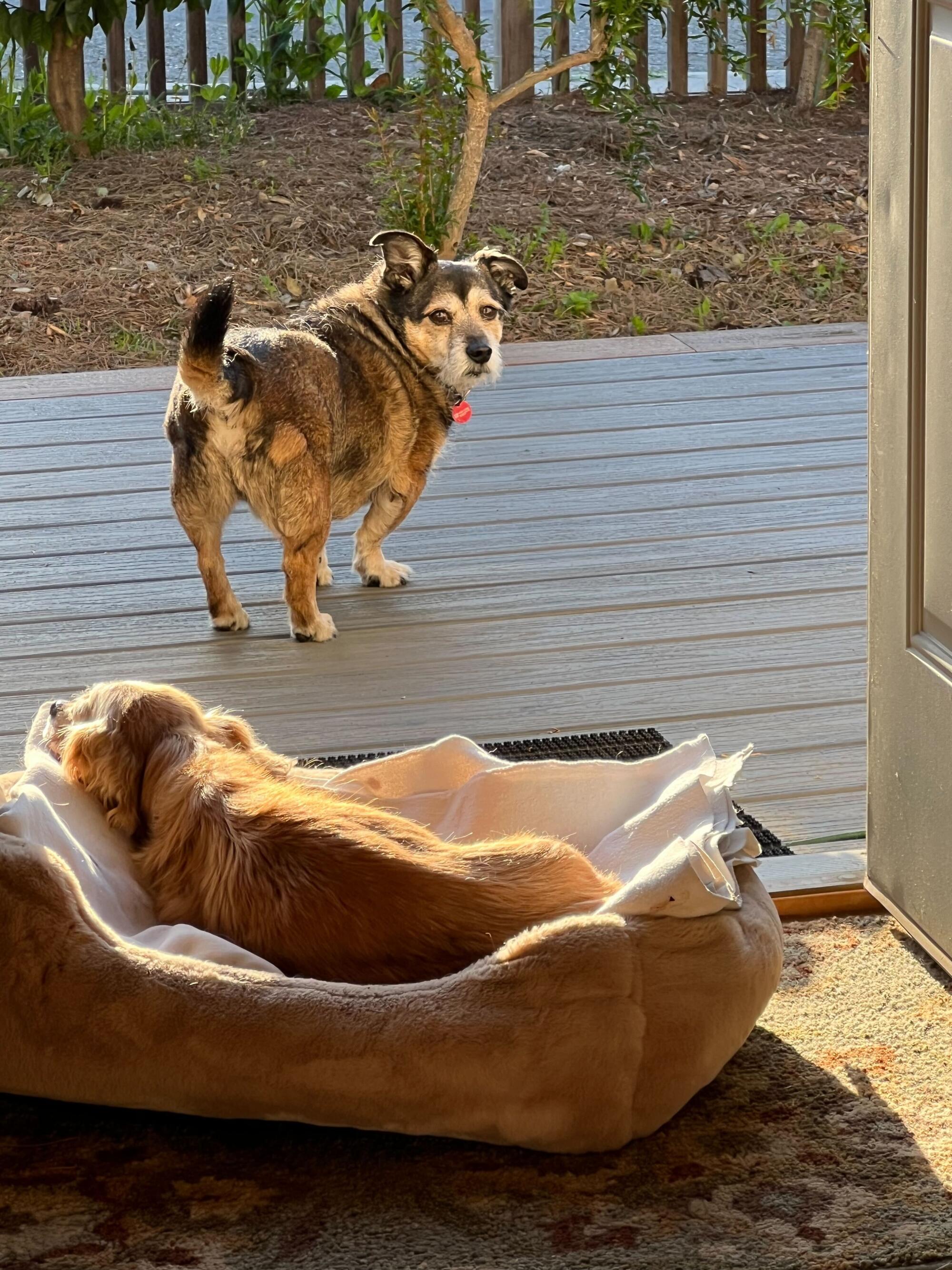 Mazie, a caramel-colored spaniel lying in a doorway facing the sun, with pal Bruin, a black/tan terrier mix ,nearby