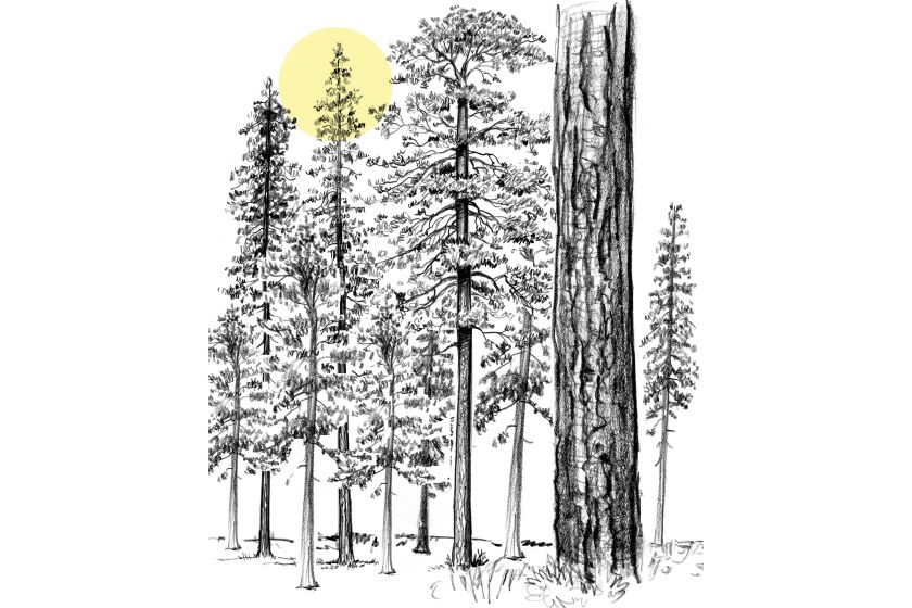 Sunlight filters through the branches of towering conifers.