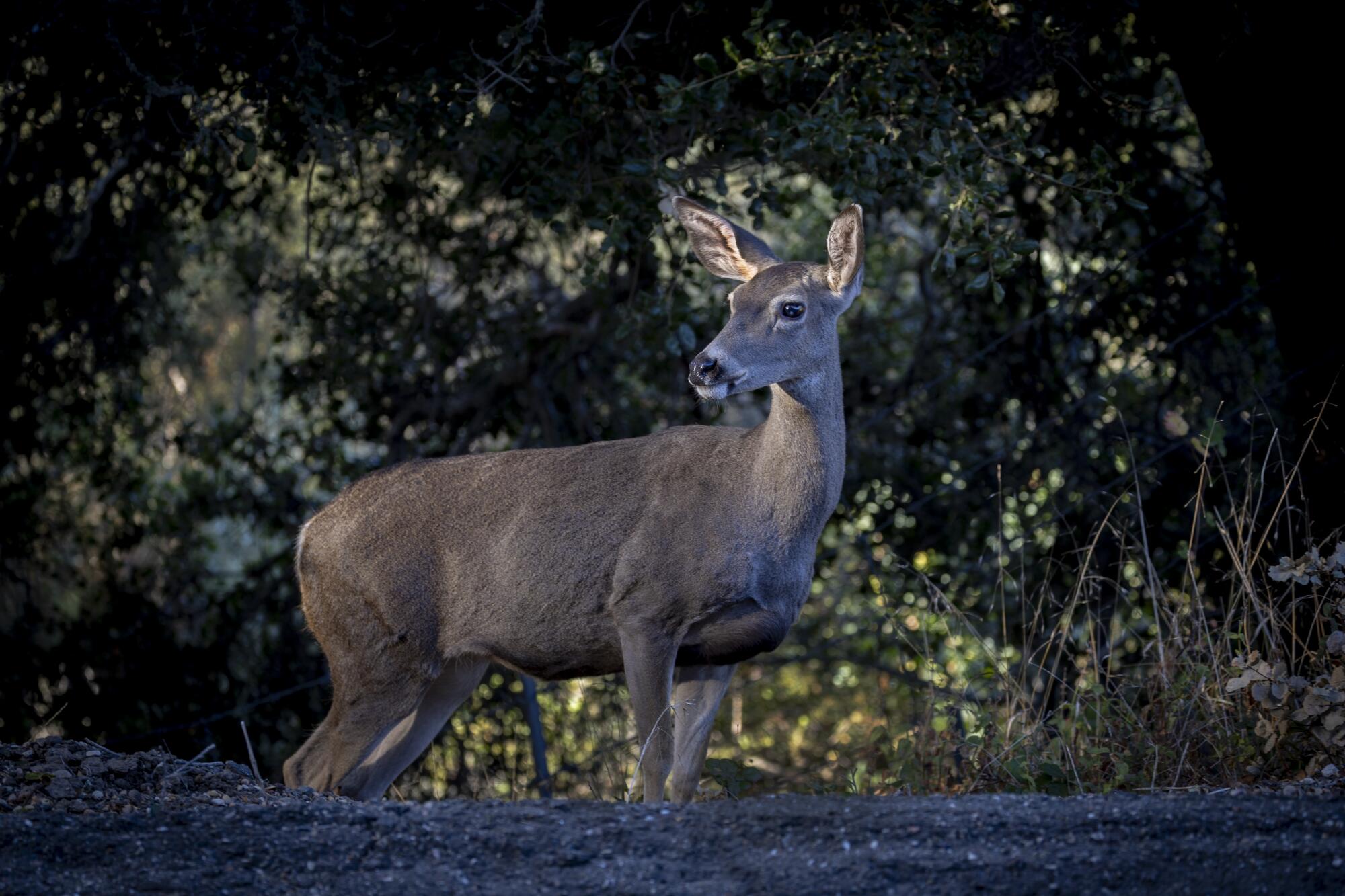 A deer stands in a clearing.