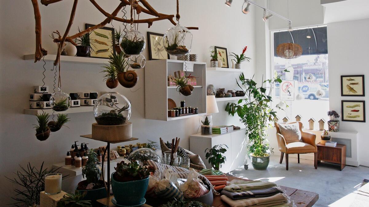 A mix of terrariums, ceramics, botanical art and other gifts at Acorn in Eagle Rock.