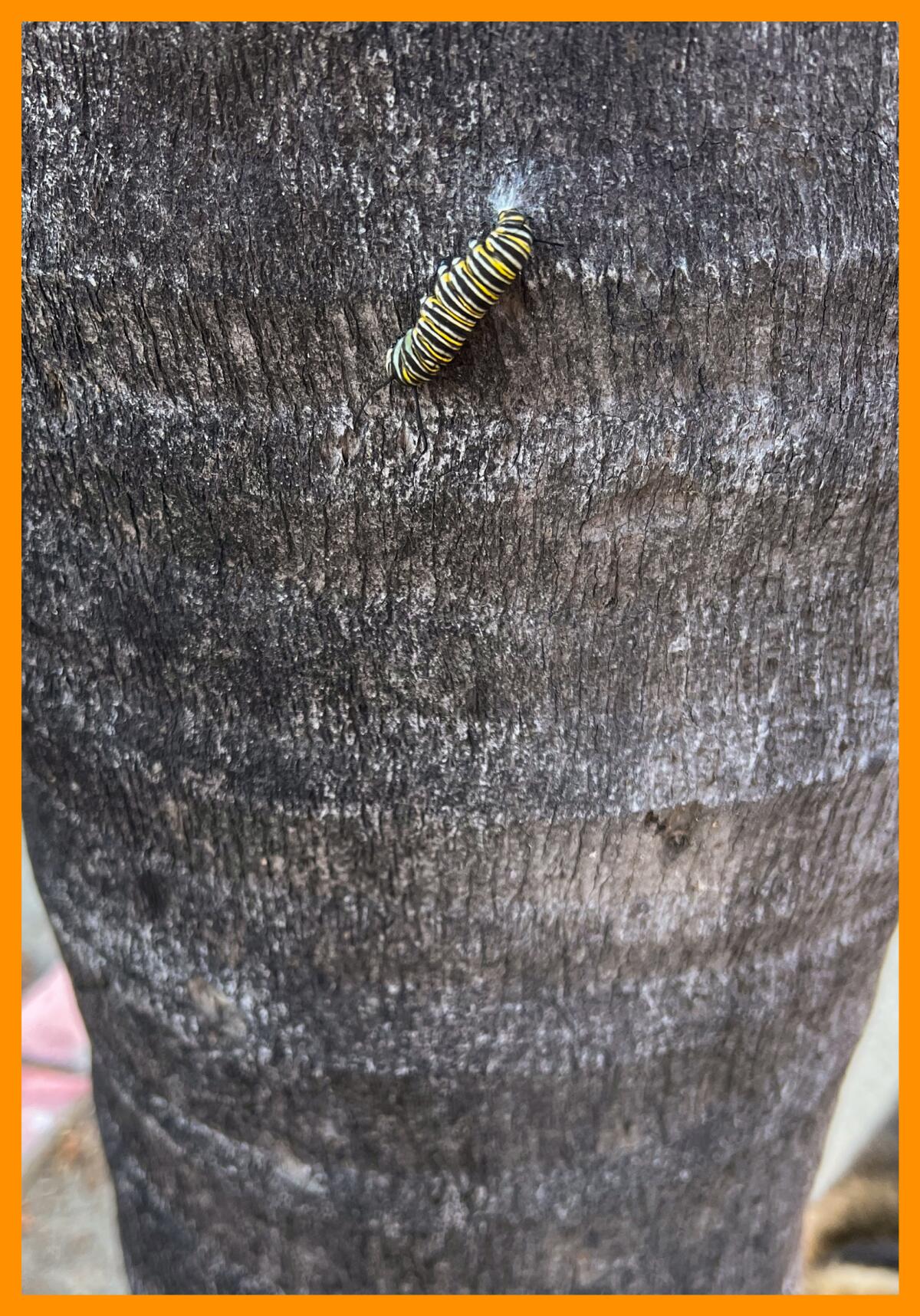 A monarch butterfly caterpillar on the trunk of a palm tree