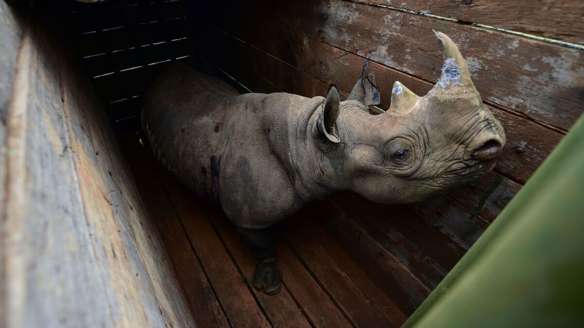 A female black rhinoceros stands in a transport crate for the trip to Tsavo East National Park in June.