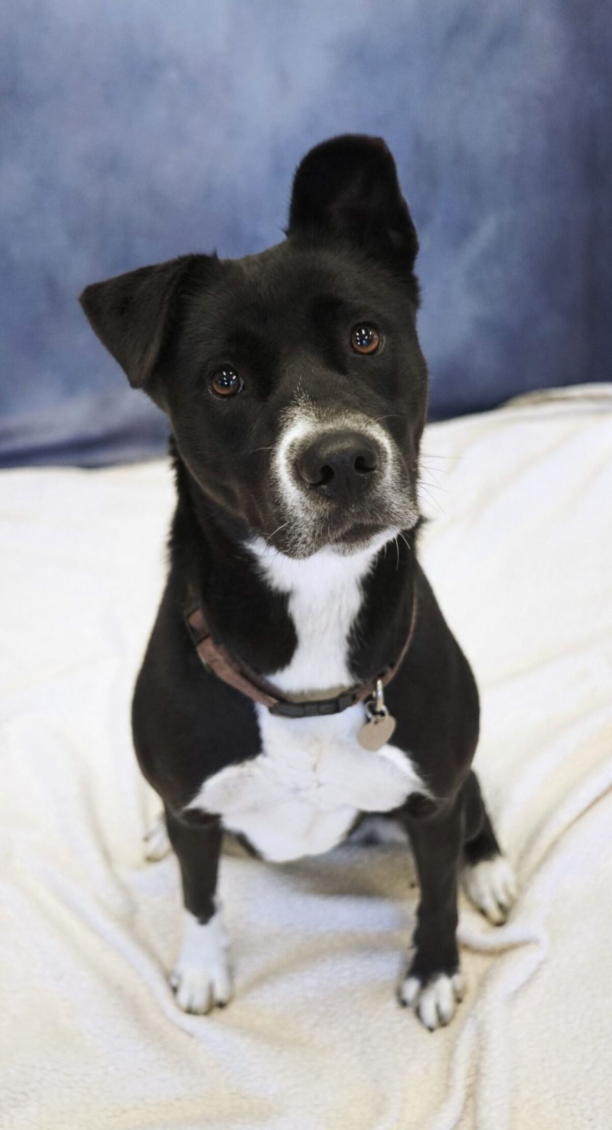 Pet of the week is border collie mix.