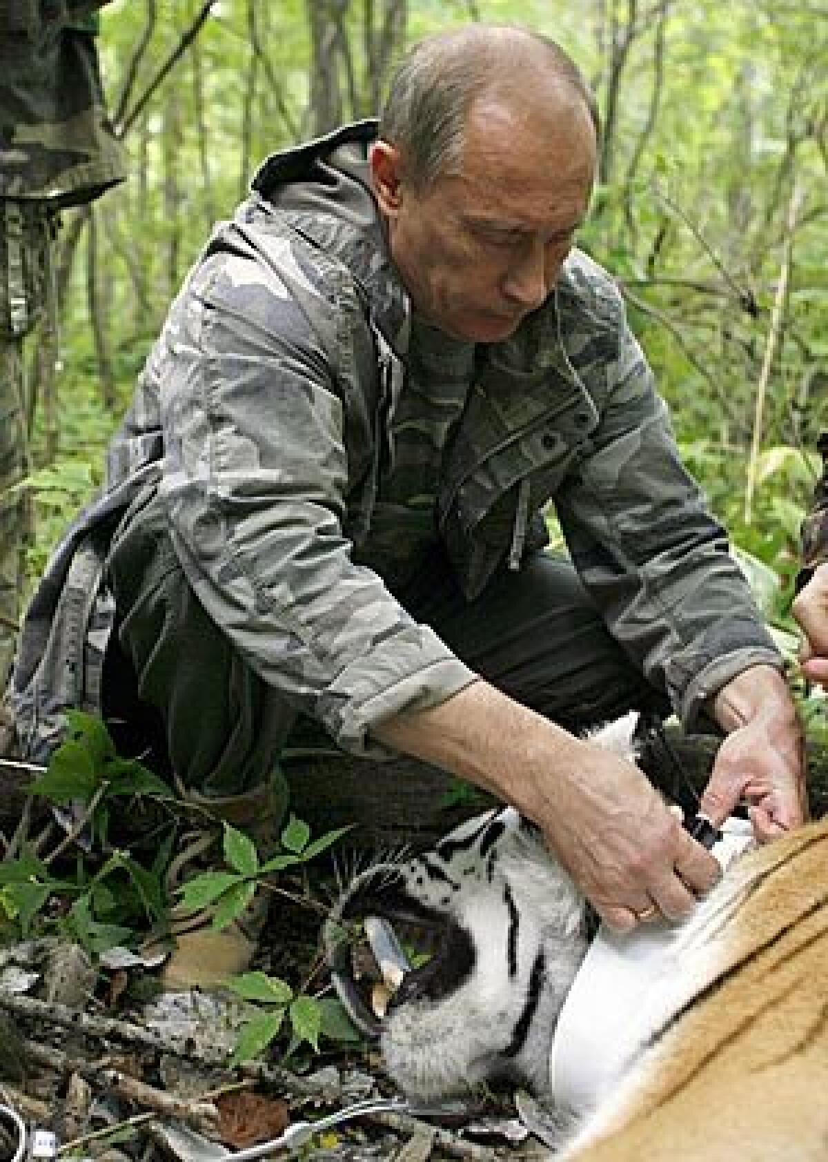 Russian Prime Minister Vladimir Putin fixes a GPS-Argos satellite transmitter onto a tiger during his visit to the Ussuriysky forest reserve of the Russian Academy of Sciences in the Far East on Sunday.