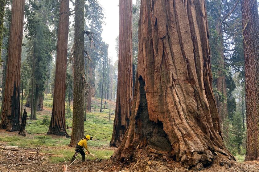 FILE - In this photo provided by the National Park Service, a firefighter clears loose brush from around a Sequoia tree in Mariposa Grove in Yosemite National Park, Calif., in July 2022. The U.S. Forest Service is taking emergency action to speed up approval of projects to clear underbrush in giant sequoia groves to save the world's largest trees from the increasing threat of wildfire. (Garrett Dickman/NPS via AP, File)