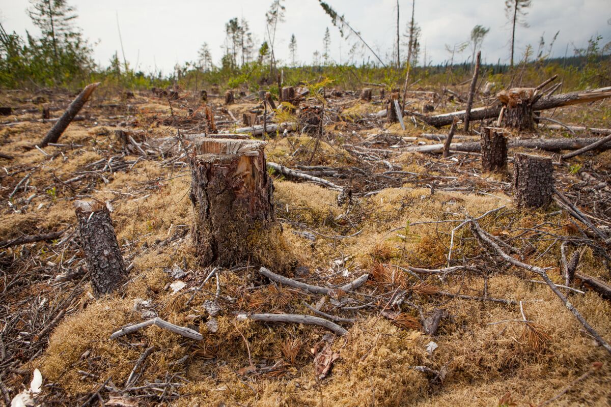 A clear-cut forest in Cree territory in northern Quebec.