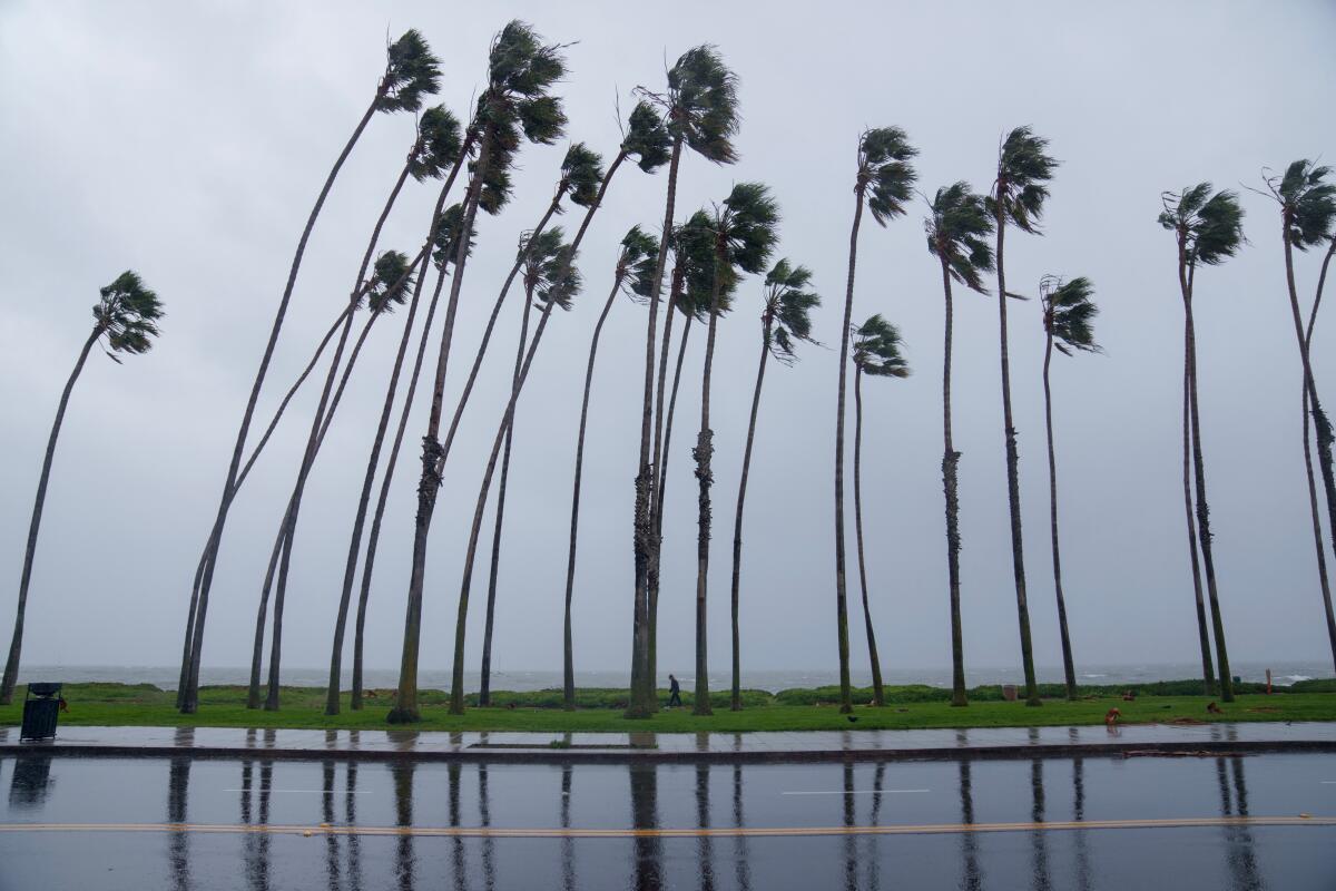 A line of palm trees bends in the wind against a backdrop of a cloudy, gray sky.
