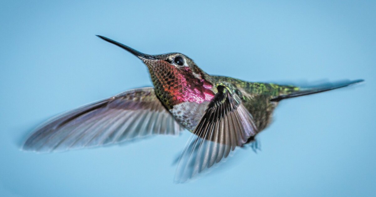 Hummingbirds generate a buzz - The San Diego Union-Tribune
