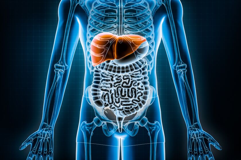 Liver 3D rendering illustration. Anterior or front view of the human digestive system and gastrointestinal tract or bowels. Anatomy, medical, biology, science, healthcare, hepatic disease concepts.