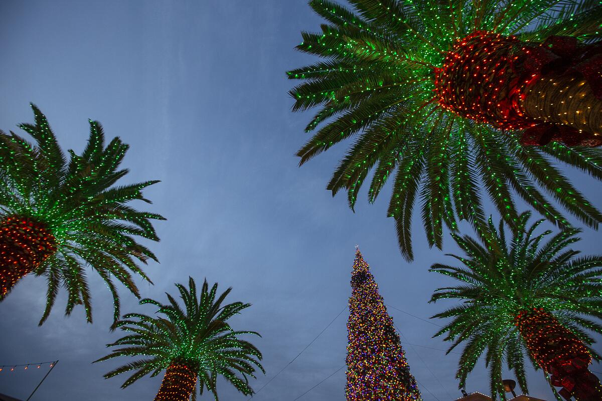 World's tallest Christmas tree 2019