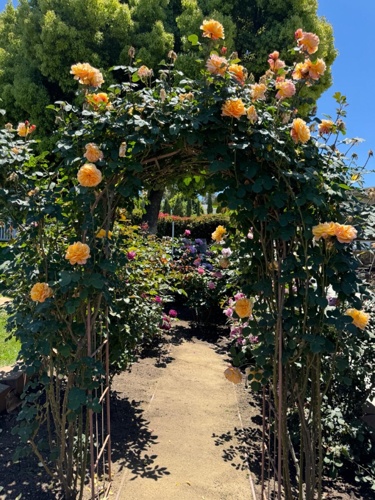 An archway is adorned with ‘The Impressionist’ in the Russells’ beautifully maintained Crest rose garden.