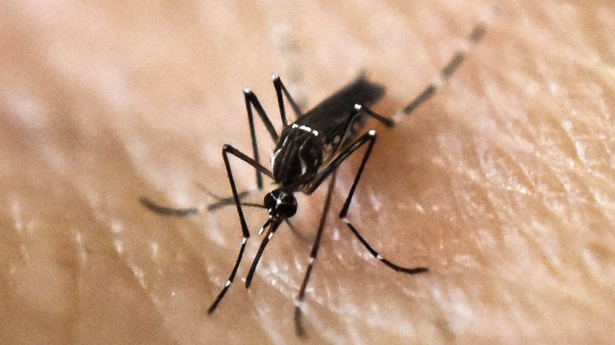 An Aedes aegypti mosquito on human skin at a lab in Cali, Colombia.