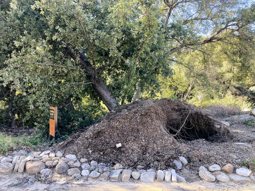 A partially toppled oak tree ringed with rocks