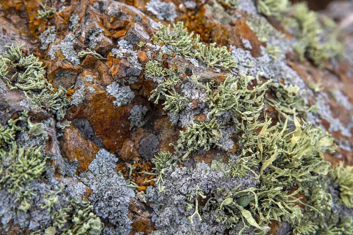 Moss and lichens grow on a colorful rock along a trail at the Pismo Preserve.