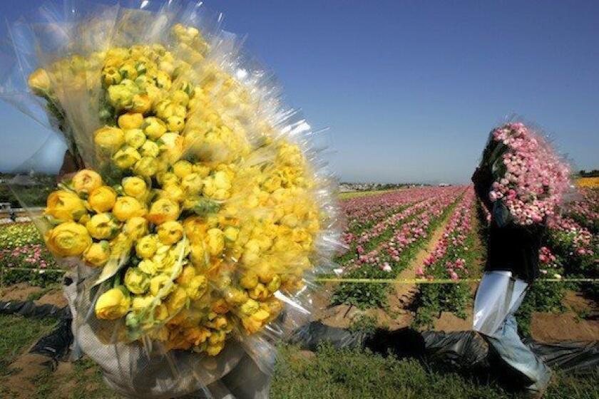 In a previous year, workers carry bundles of Giant Tecolote Ranunculus from the Flower Fields to be shipped nationwide as cut flowers.