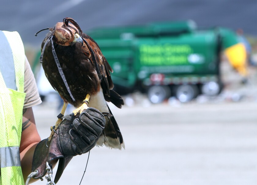 Bollo the hawk