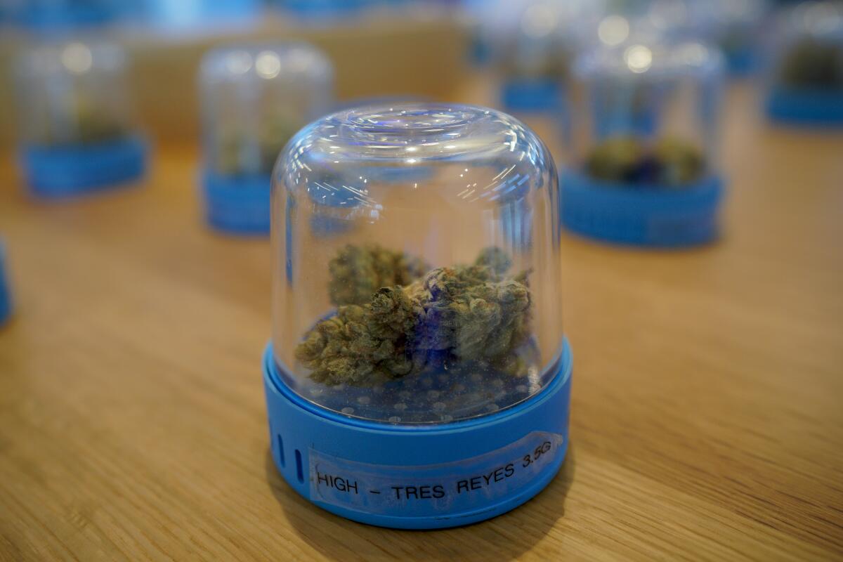 Cannabis buds on display in sealed glass containers on a wooden countertop.