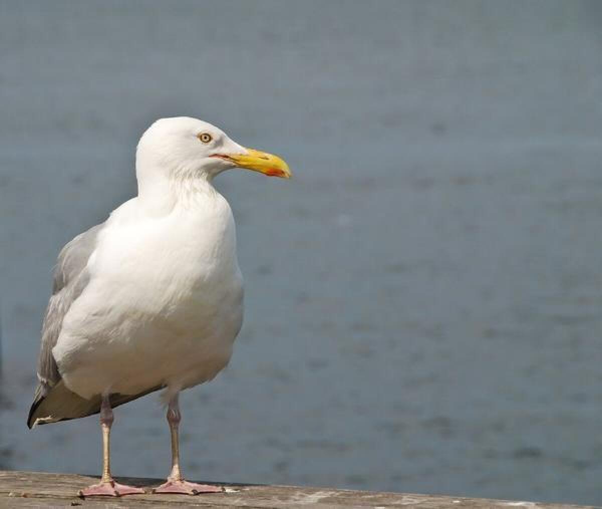 Gulls are protected by the Migratory Bird Treaty Act.