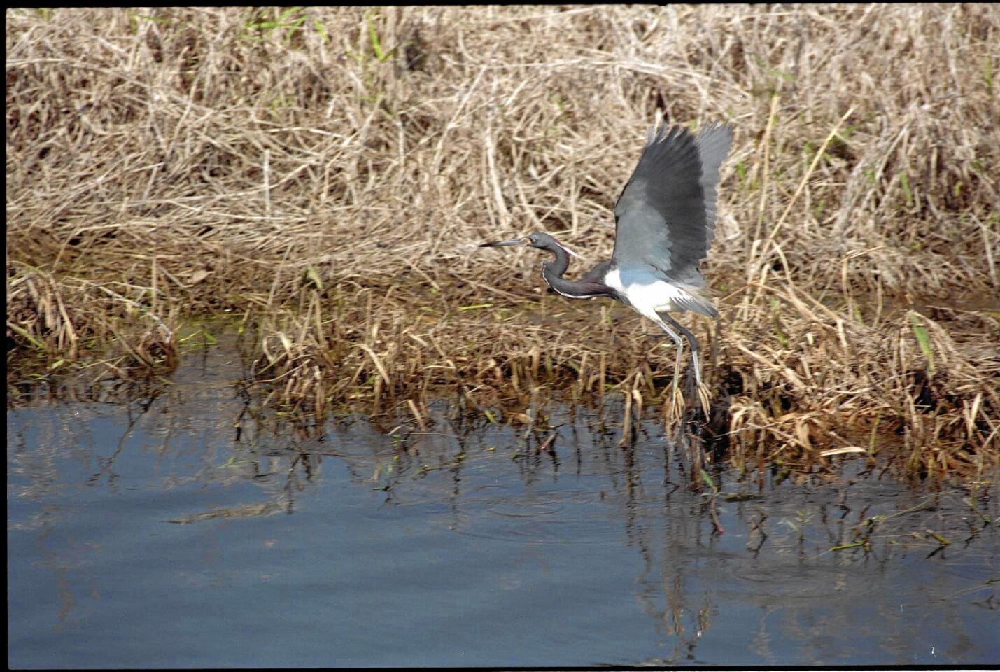(1 of 3) Lake Lotus Park. A large wading bird takes wing from the marshy lake shore. ORG XMIT: 972370