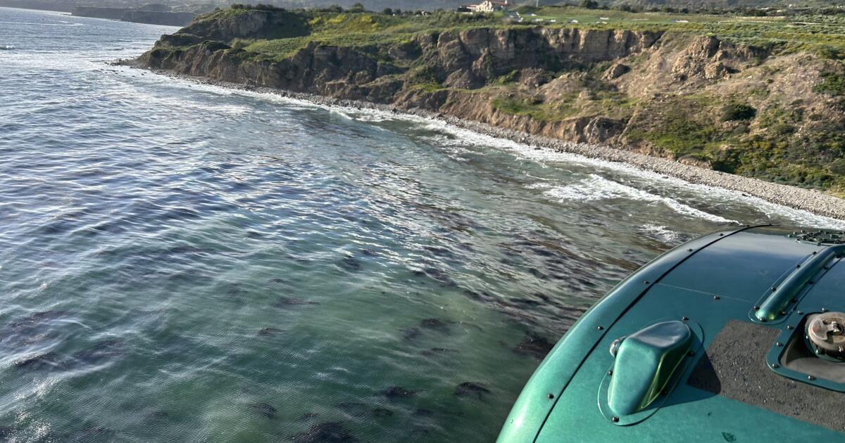 Pilot crashes plane off Los Angeles, swims to shore with his dog Pilot crashes plane off Los Angeles, swims to shore with his dog