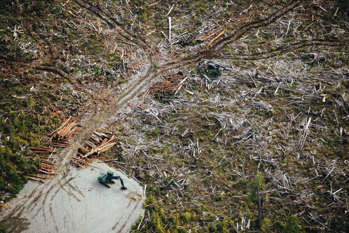 Deforestation on Nootka Island in Canada.