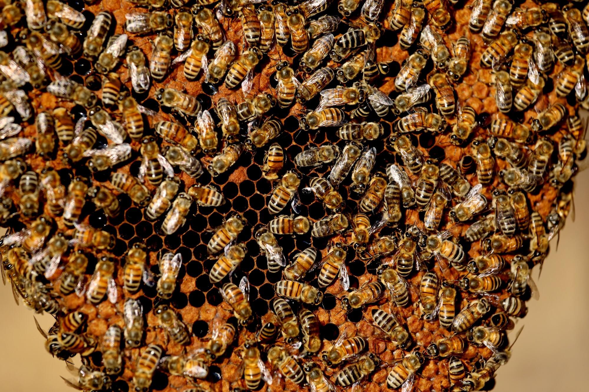 A cluster of bees