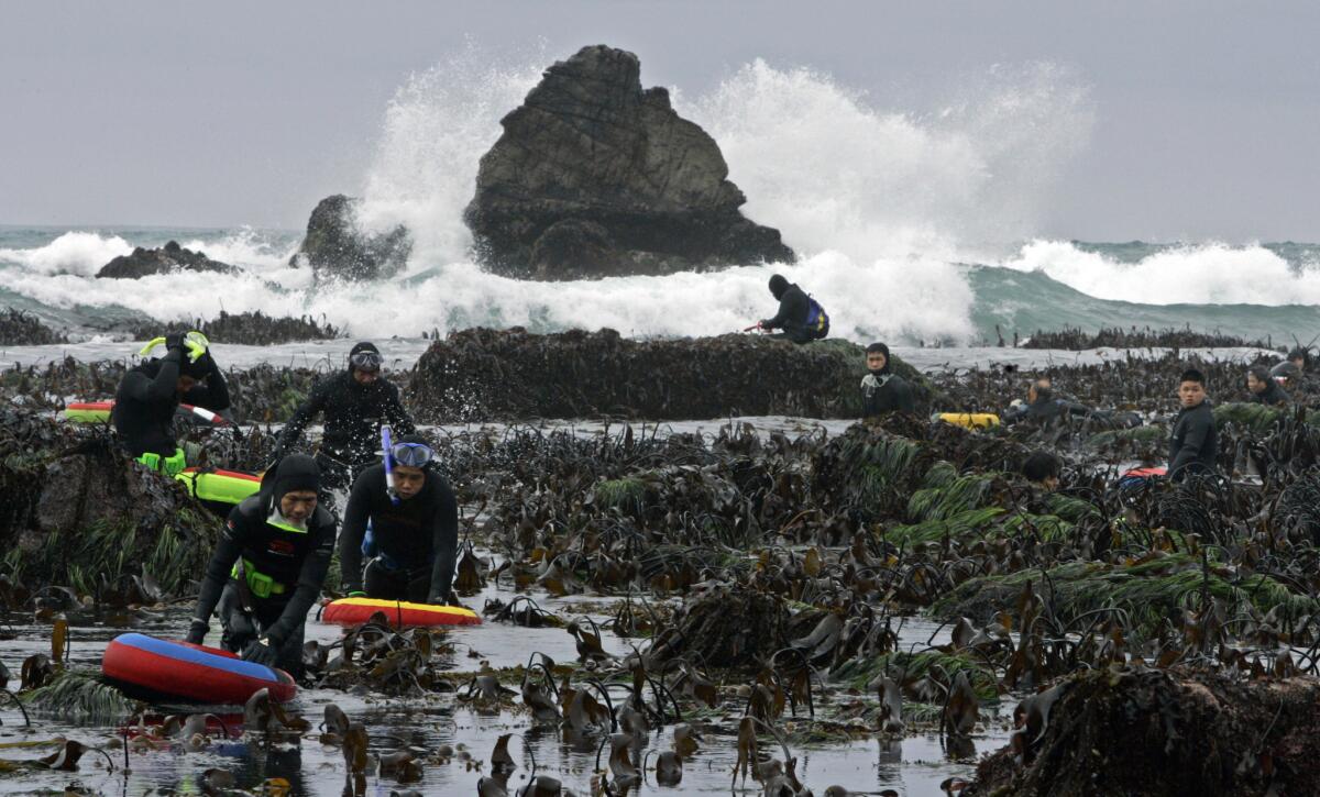In this photo from 2007, abalone divers brave Pacific Ocean surf as they hunt for the shellfish at low tide in Fort Ross, Calif.