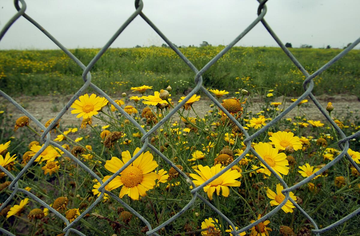 A chain link fence surrounds the old Carson landfill where the National Football League is considering constructing a stadium.