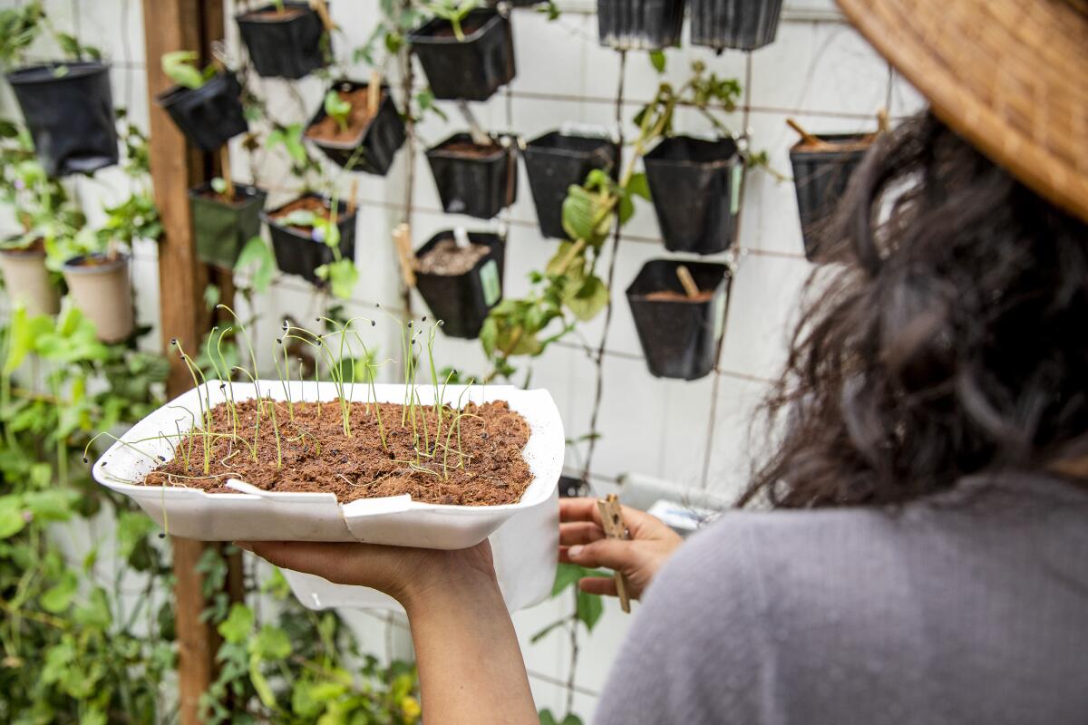 Seedlings in a repurposed food container.