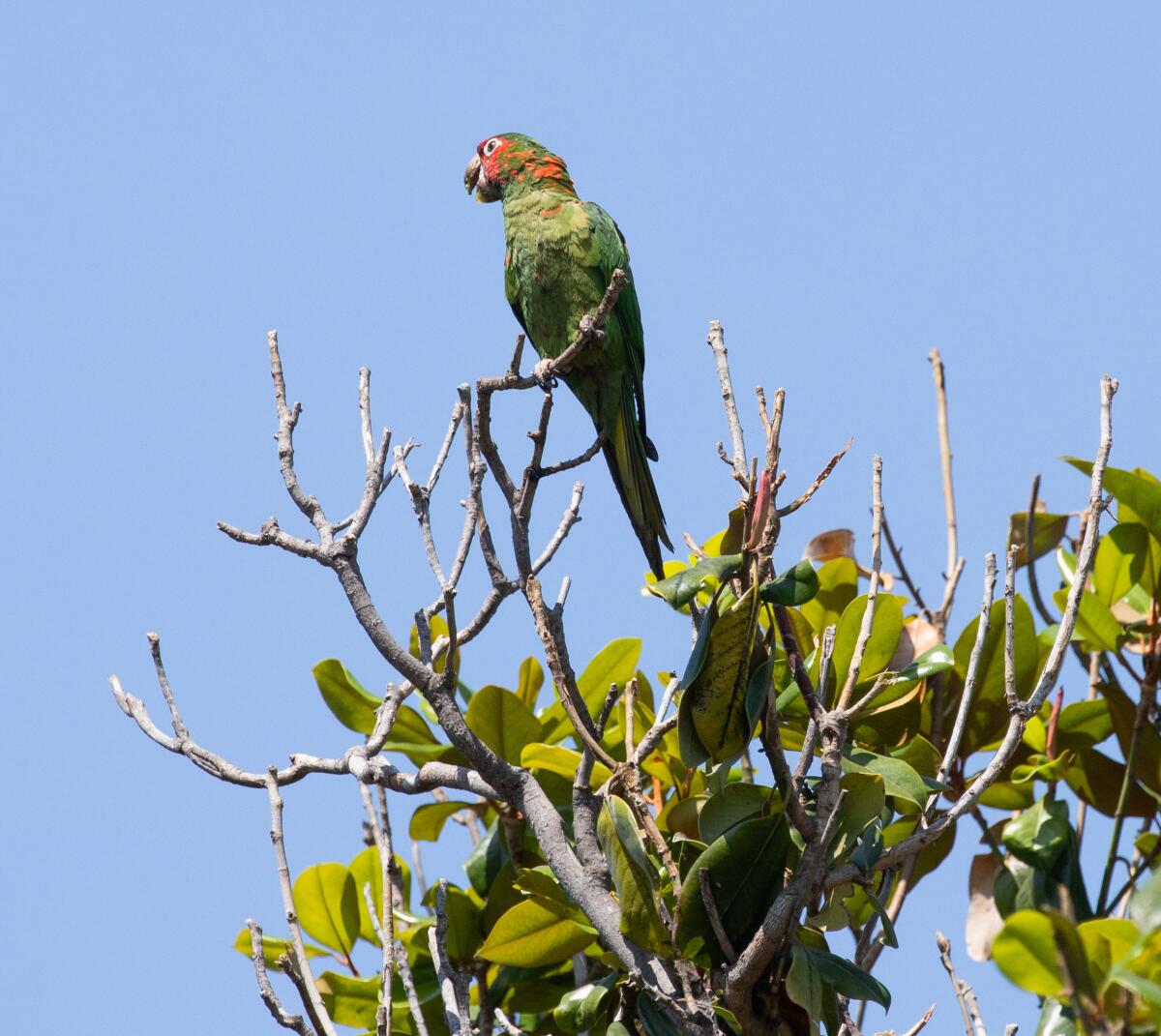 A green bird on a branch with leaves