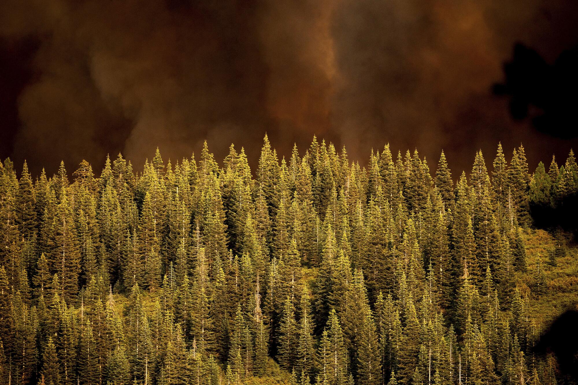Smoke from the Dixie fire rises over trees
