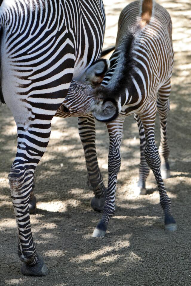 Photo Gallery: L.A. Zoo celebrates birth of rare Grevy's Zebra