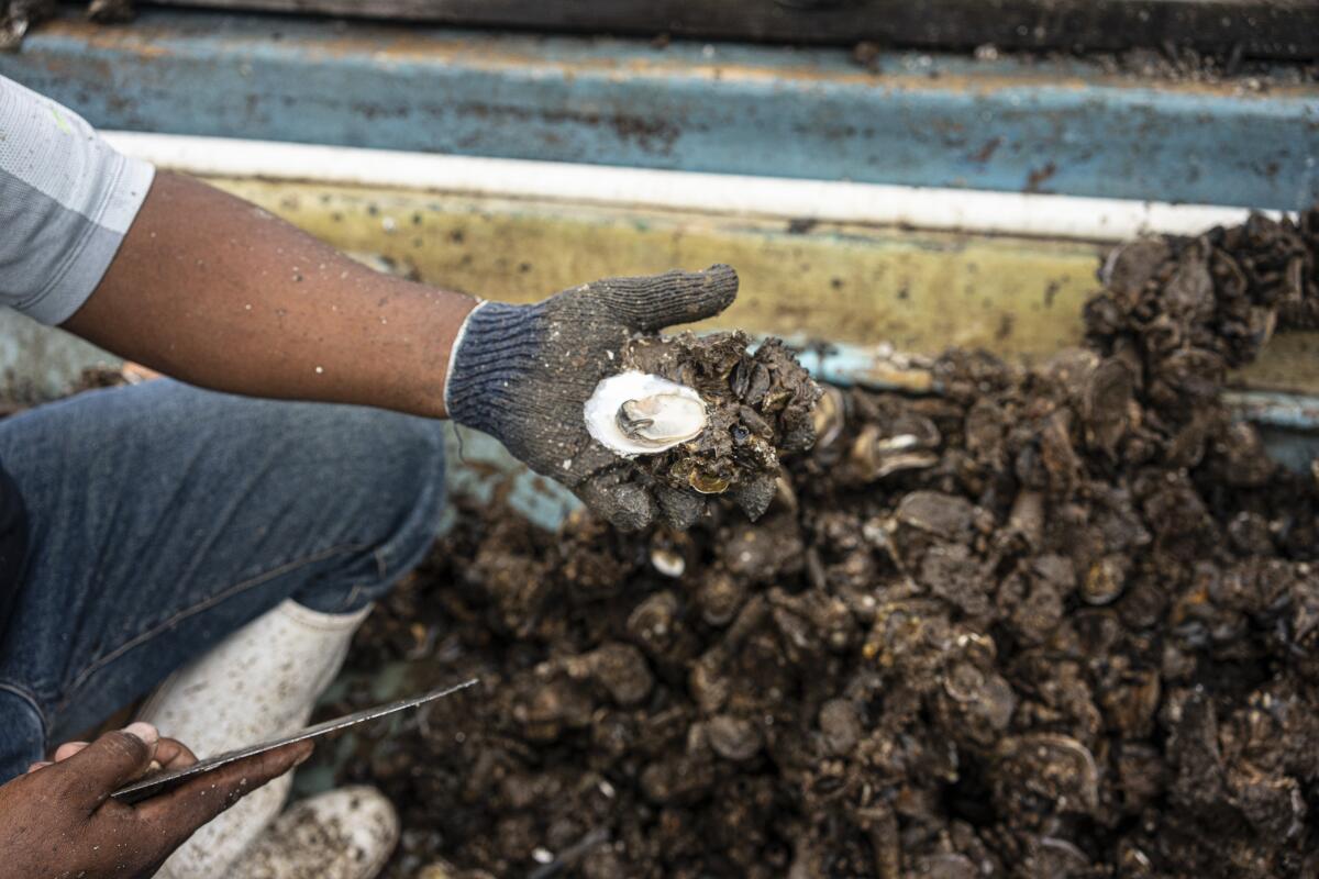 A worker with a knife holds a shucked oyster in his gloved left hand above a pile of muddy unshucked oysters at his feet