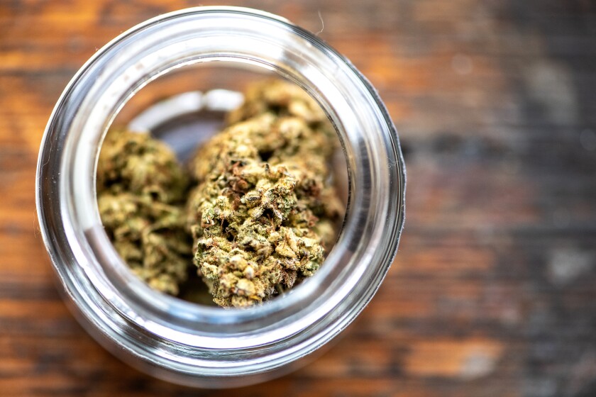 Cannabis bud in a jar