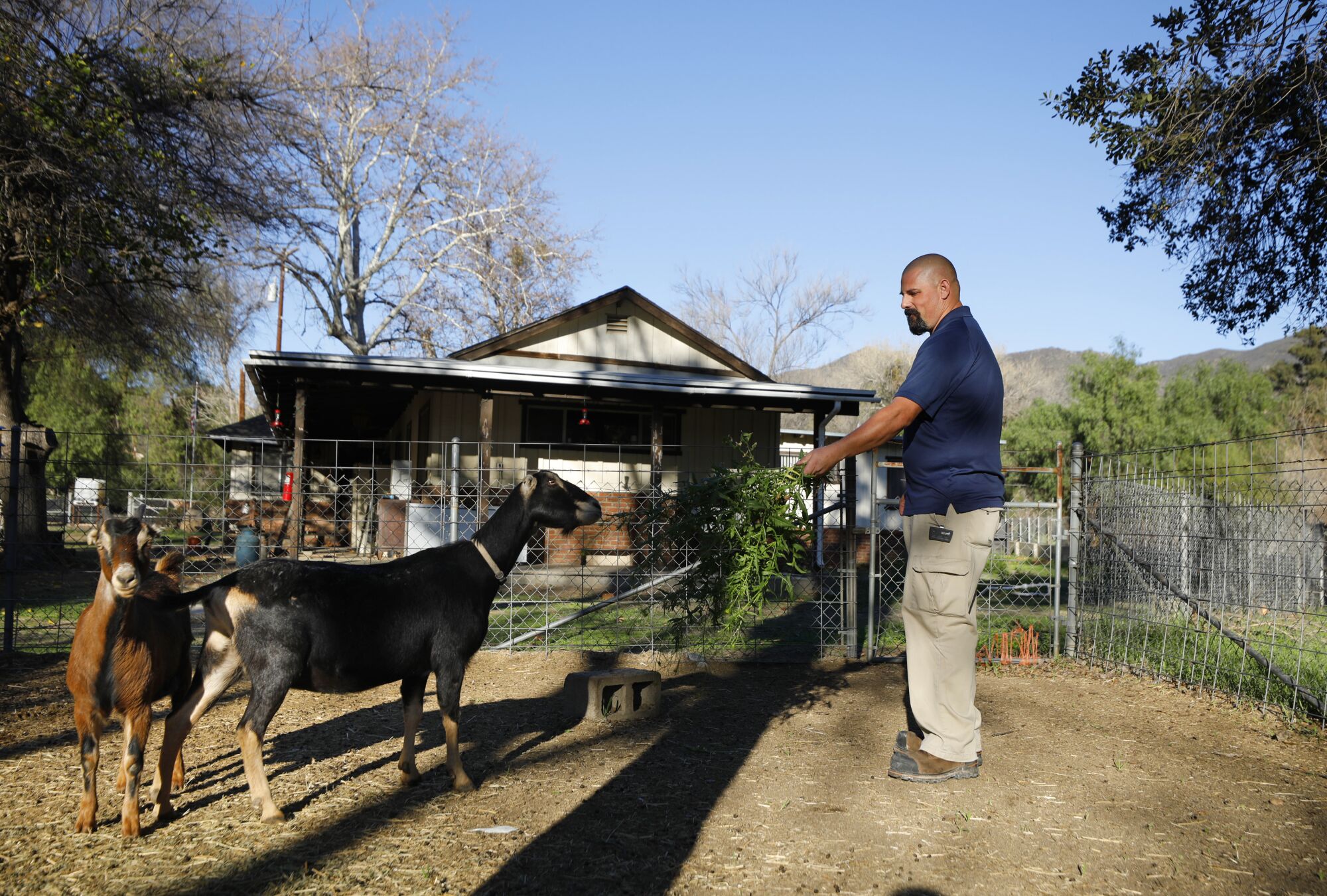 Jack Dillender feeds his goats at his home in Dulzura.