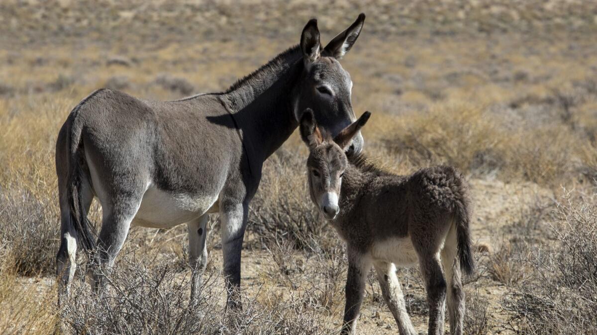 Burros forage in the Butte Valley inside Death Valley National Park.