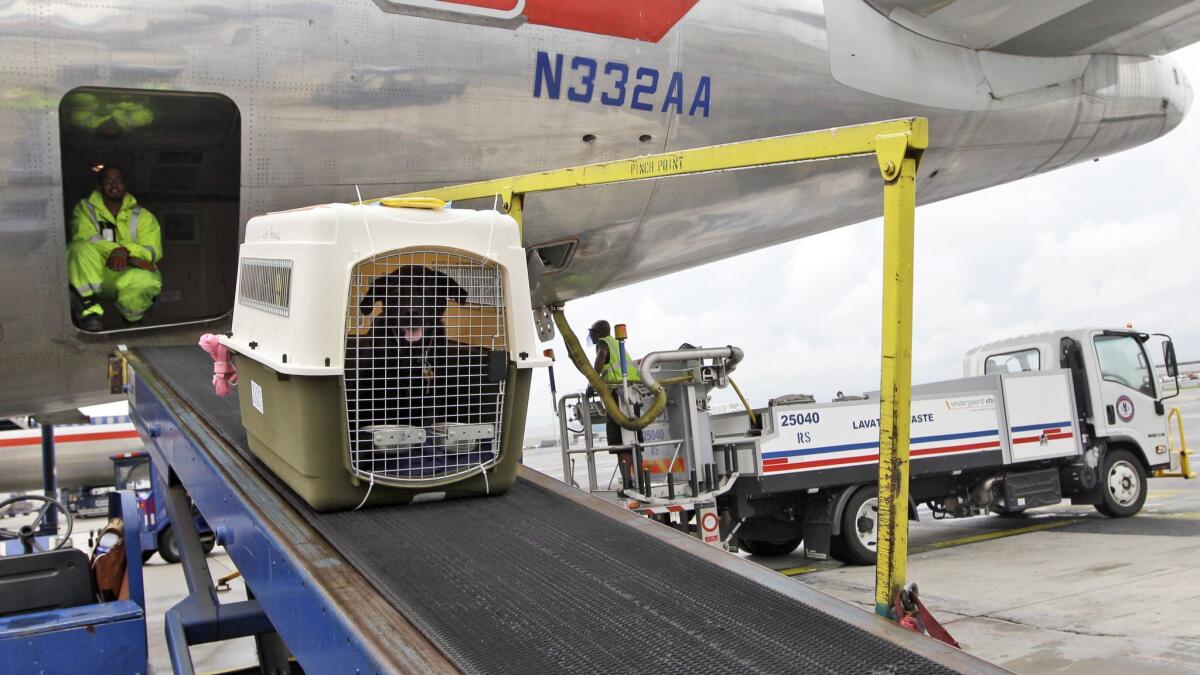 American Airlines grounds crew unload a dog from the cargo area of an arriving flight at JFK International airport in New York in 2012. An airline trade group has created a program that certifies airlines meet standards for transporting animals.