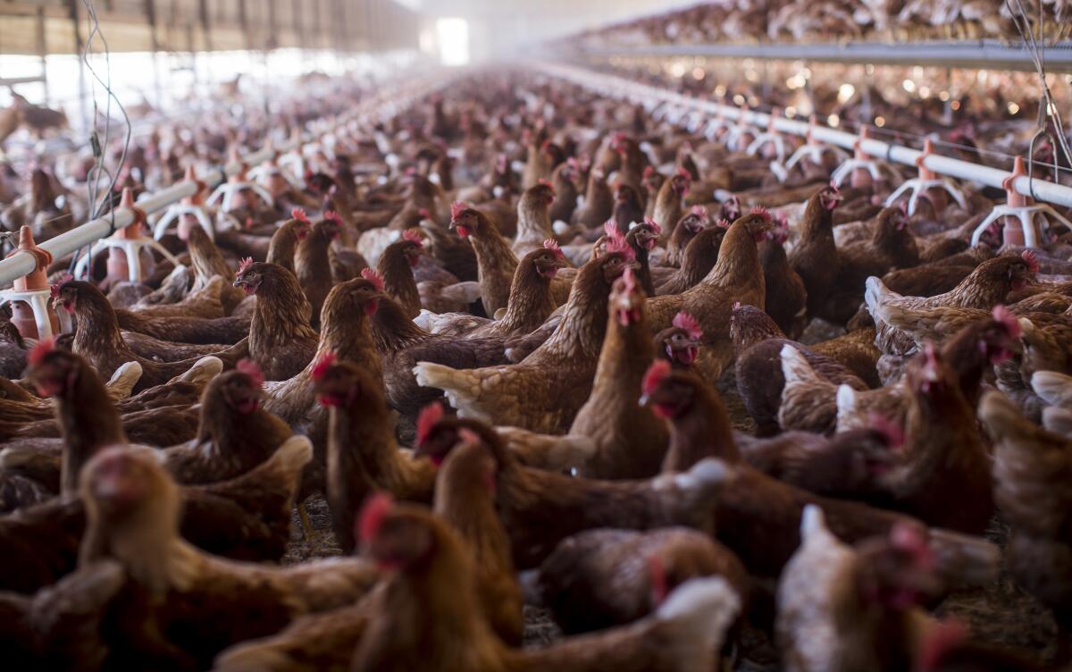 Chickens roam freely at a poultry facility in Nuevo, Calif. 