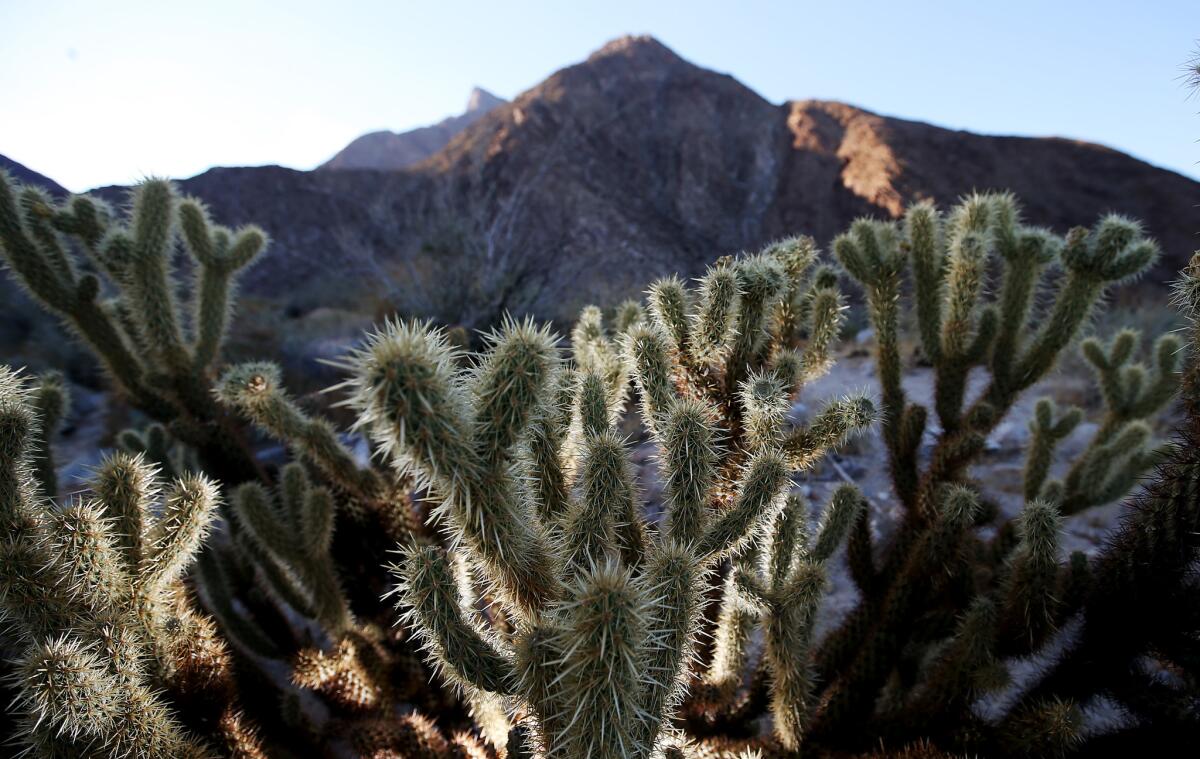 Cholla cactus line the trail in Borrego Palm Canyon in Anza-Borrego Desert State Park.