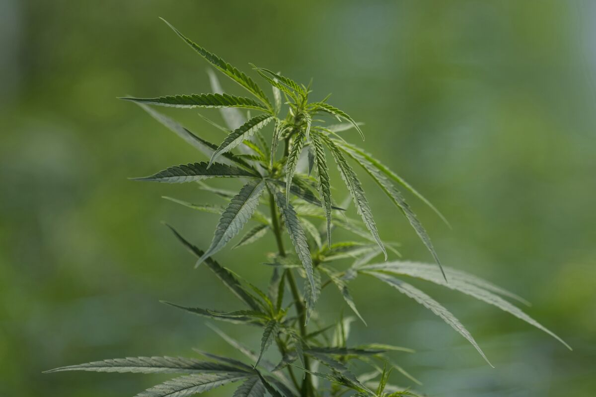 File---File photo shows cannabis plant growing in a farm in Chonburi province, eastern Thailand on June 5, 2022. (AP Photo/Sakchai Lalit, file)