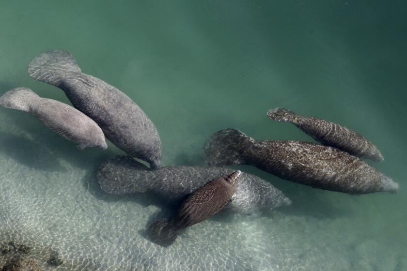 FILE - A group of manatees are pictured in a canal where discharge from a nearby Florida Power & Light plant warms the water in Fort Lauderdale, Fla., on Dec. 28, 2010. Fewer manatee deaths have been recorded so far this year in Florida compared to the record-setting numbers in 2021 but wildlife officials cautioned, Wednesday, July 20, 2022, that chronic starvation remains a dire and ongoing threat to the marine mammals. (AP Photo/Lynne Sladky, File)