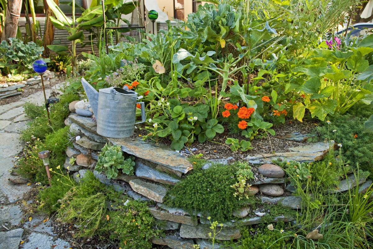 A mix of plants in a garden