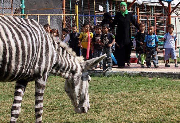 Is it a zebra -- or just the best re-creation available? Palestinian children at a Gaza City zoo take a look at a white donkey painted to resemble a zebra.