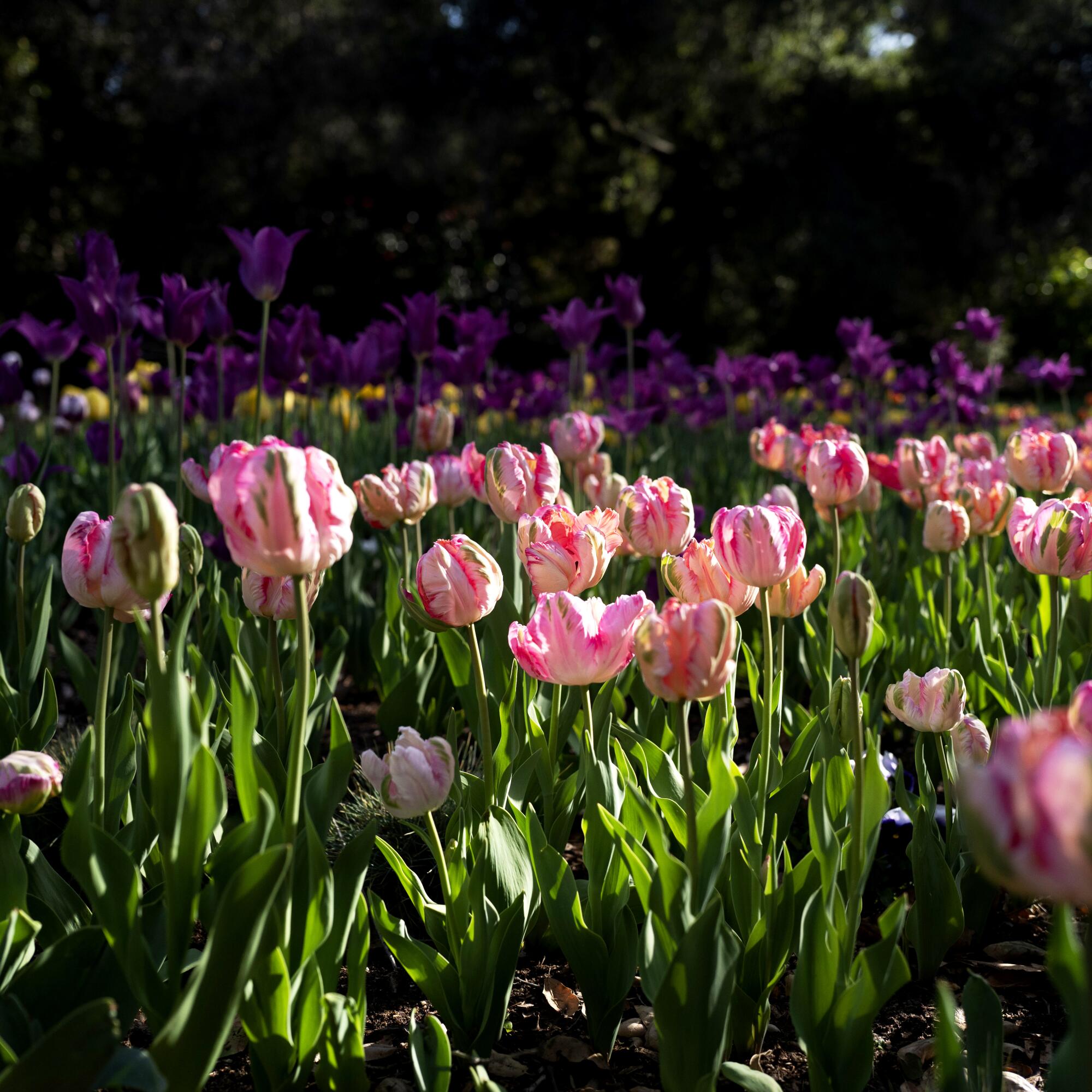 Tulips bloom at Descanso Gardens in La Ca?ada Flintridge.