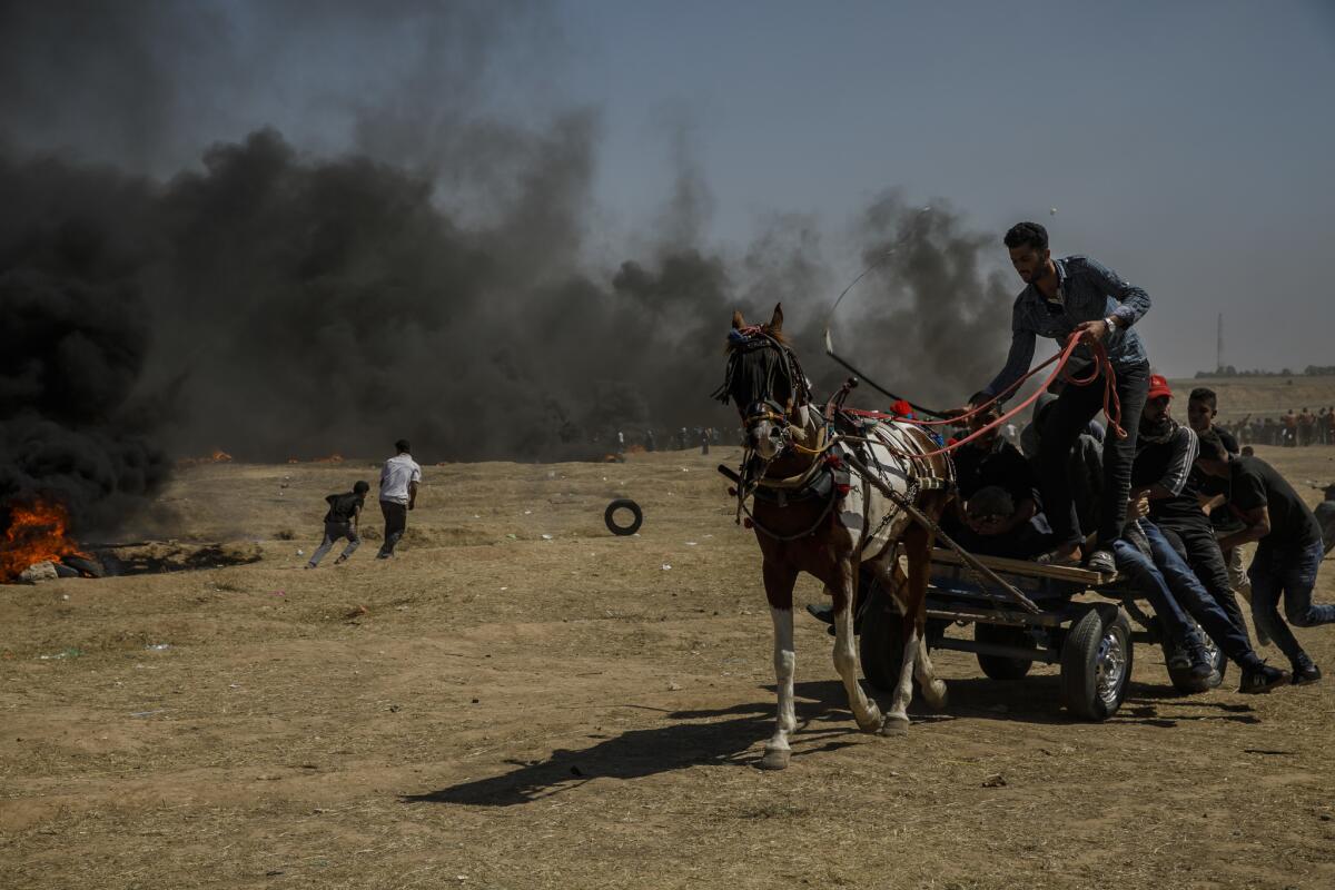 Injured protesters are carried away by horse and carriage at the border fence separating Israel and Gaza.
