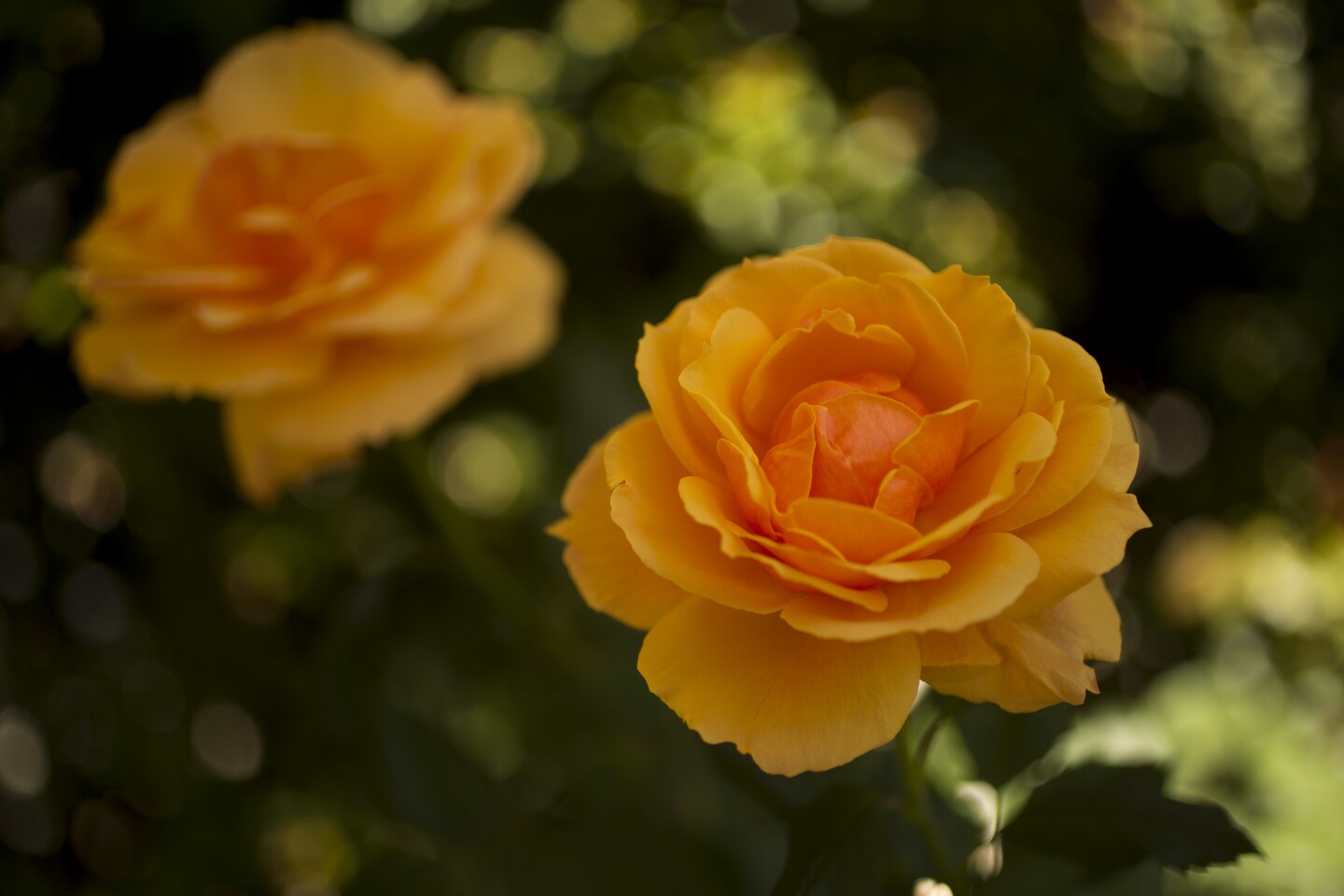 An "About Face" grandiflora rose in the garden of Windsor Square homeowner Kathleen Losey.