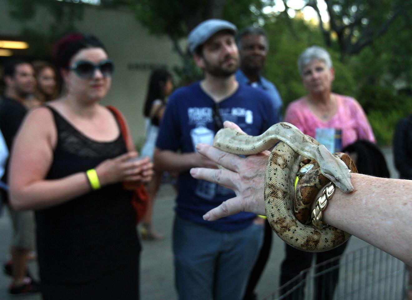 Snake handler Pam Wright shows a sea hog island boa to zoo guests at The Los Angeles Zoo & Botanical Gardens for Roaring Nights at the LA Zoo on Friday, June 27, 2014. The evening at the zoo had an artistry area where people could paint their favorite animal, several animal feedings, a live band, and some animals and reptiles on exhibit.