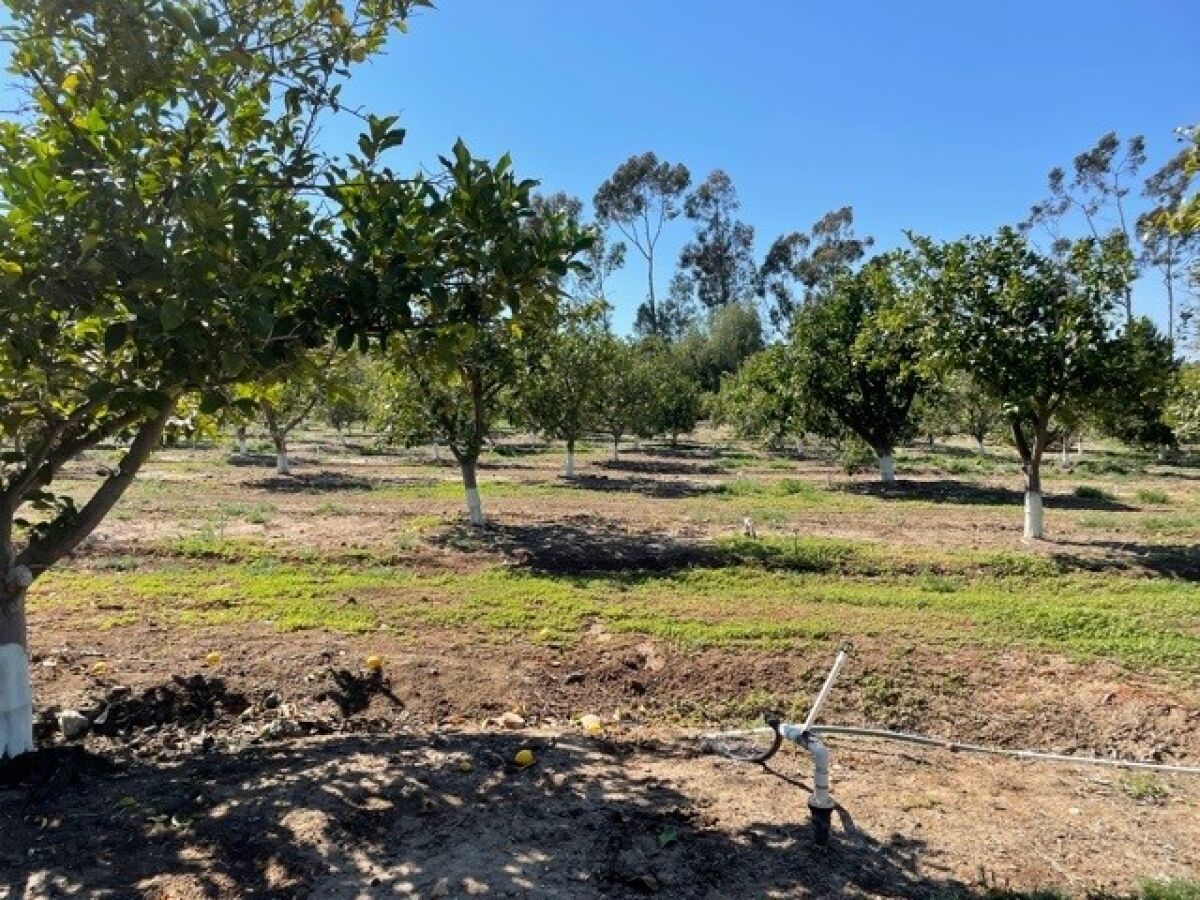 A citrus grove in Rancho Santa Fe.