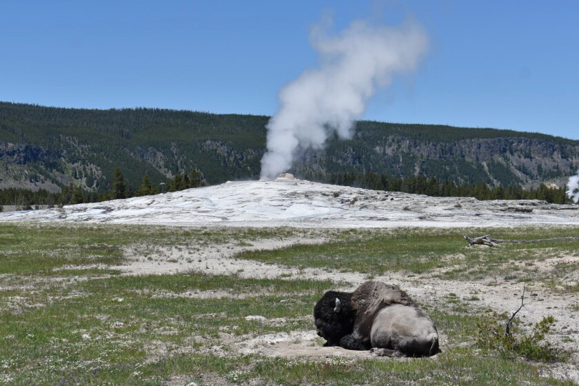 FILE - A bison lays down on the ground in front of the Old Faithful geyser in Yellowstone National Park, Wyo., on June 22, 2022. A 34-year-old man from Colorado Springs, Colo., was gored by a bull bison in Yellowstone National Park this week, suffering an arm injury, park officials said. The was walking with his family near Giant Geyser in the Old Faithful area on Monday, June 27, 2022, when a bull bison charged the group. (AP Photo/Matthew Brown, File)